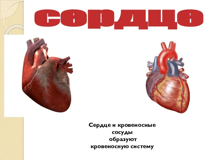сердце Сердце и кровеносные сосуды образуют кровеносную систему