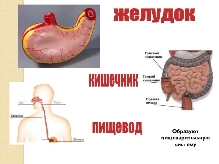 желудок кишечник пищевод Образуют пищеварительную систему