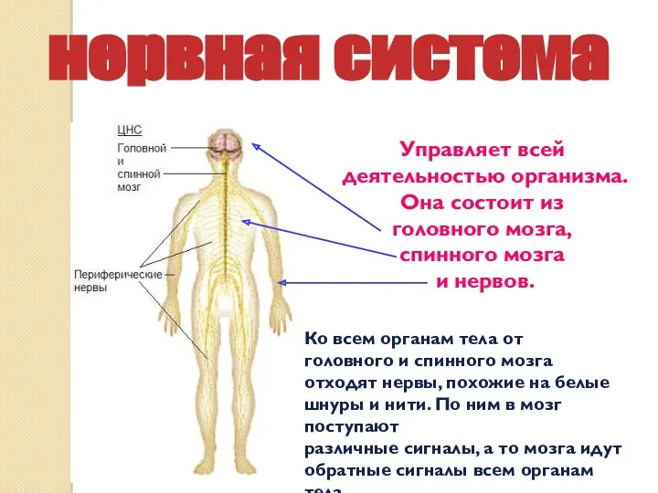 нервная система Управляет всей деятельностью организма. Она состоит из головного