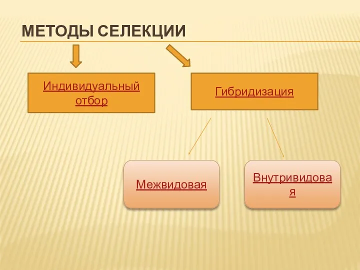 Методы селекции Индивидуальный отбор Гибридизация Внутривидовая Межвидовая