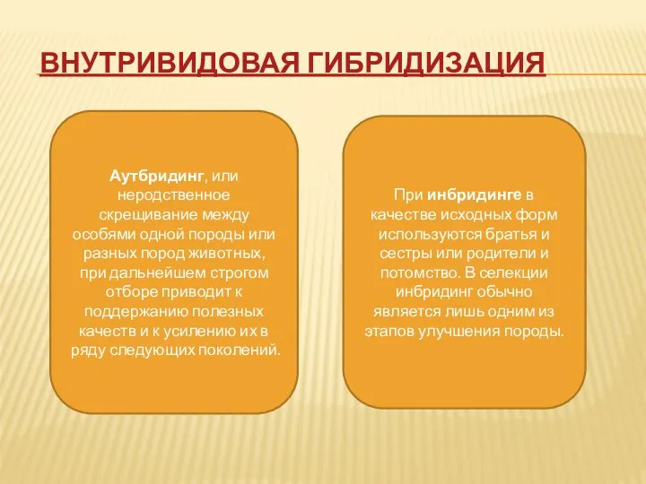 Внутривидовая гибридизация Аутбридинг, или неродственное скрещивание между особями одной породы