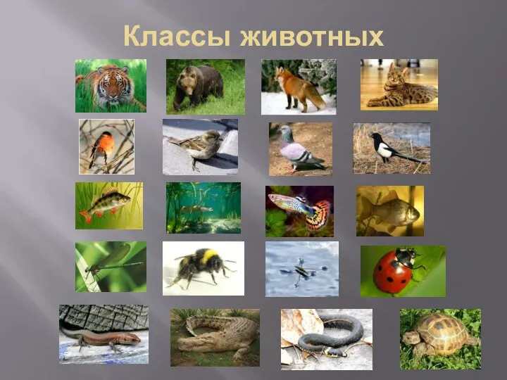 Классы животных