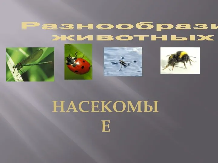 Разнообразие животных насекомые