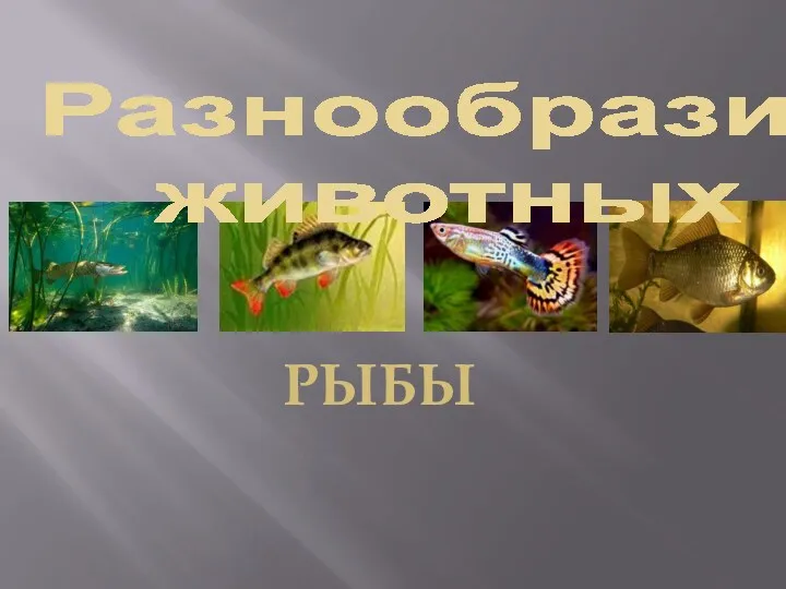 Разнообразие животных рыбы