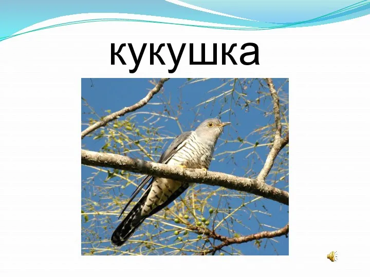 кукушка