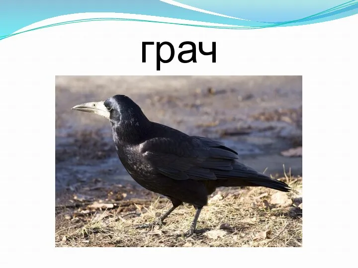 грач