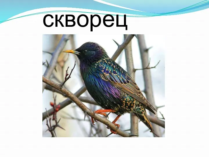 скворец