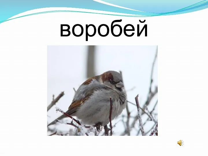 воробей