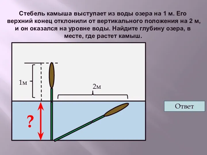 Стебель камыша выступает из воды озера на 1 м. Его верхний конец отклонили