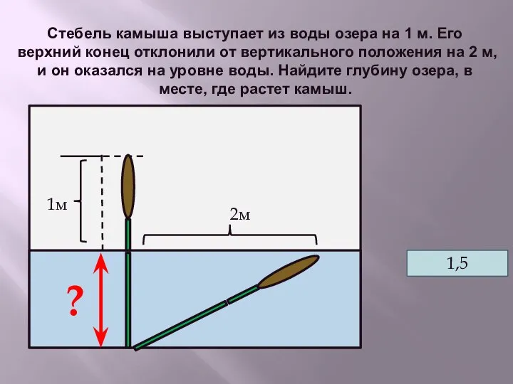 Стебель камыша выступает из воды озера на 1 м. Его верхний конец отклонили