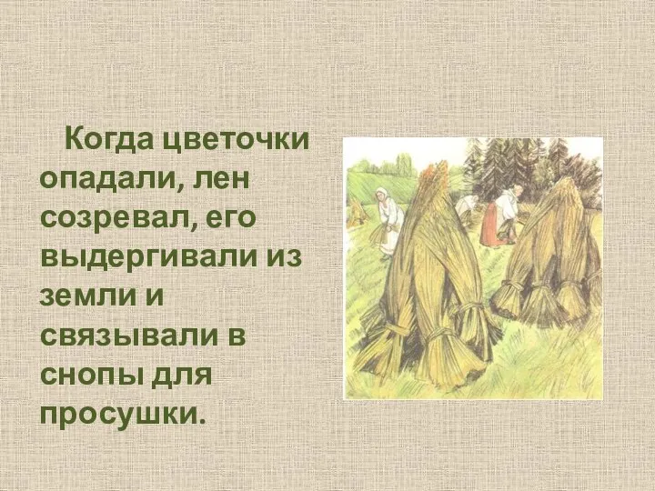 Когда цветочки опадали, лен созревал, его выдергивали из земли и связывали в снопы для просушки.