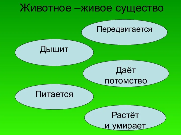 Животное –живое существо Дышит Питается Передвигается Растёт и умирает Даёт потомство