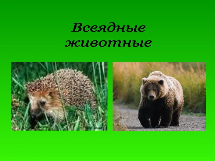 Всеядные животные