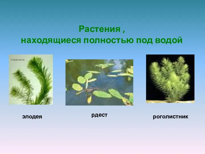 Растения , находящиеся полностью под водой роголистник элодея рдест