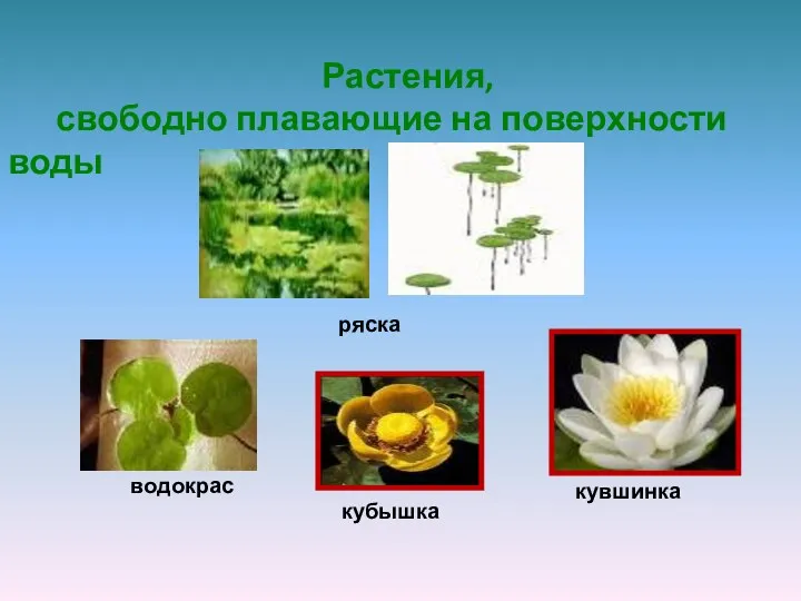 Растения, свободно плавающие на поверхности воды ряска водокрас кубышка кувшинка