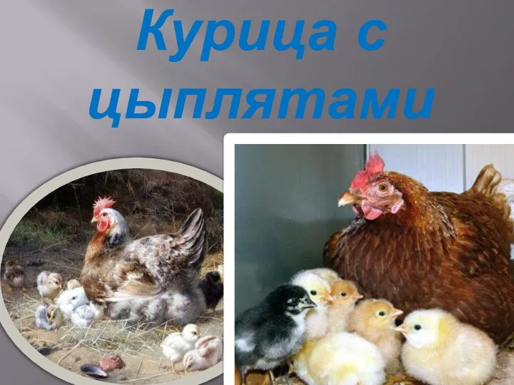 Курица с цыплятами