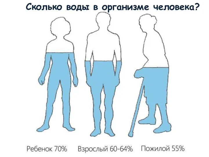 Сколько воды в организме человека?