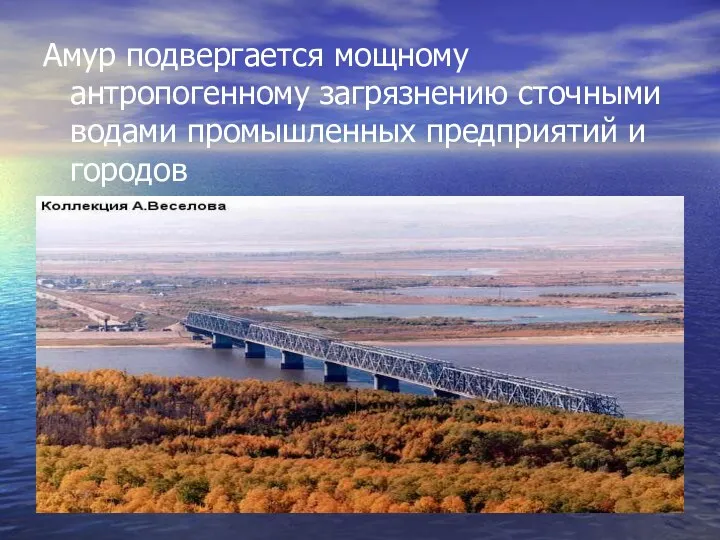 Амур подвергается мощному антропогенному загрязнению сточными водами промышленных предприятий и городов