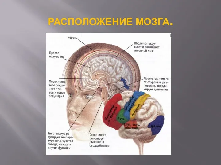 Расположение мозга.