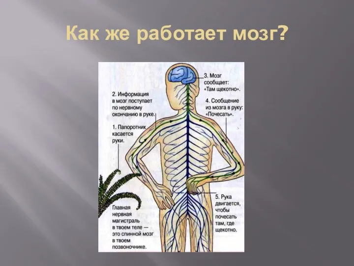 Как же работает мозг?