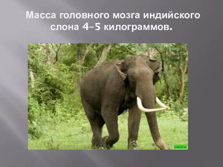 Масса головного мозга индийского слона 4–5 килограммов.