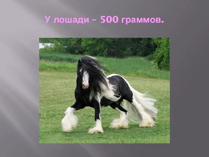 У лошади – 500 граммов.