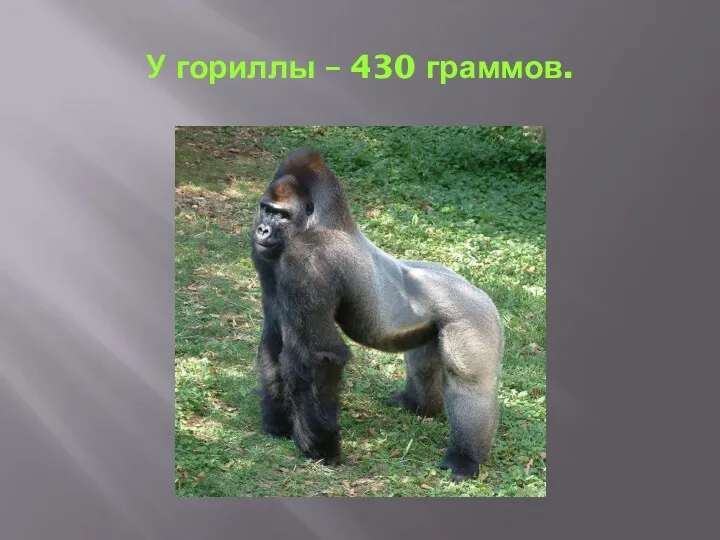 У гориллы – 430 граммов.