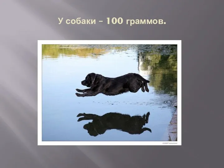 У собаки – 100 граммов.