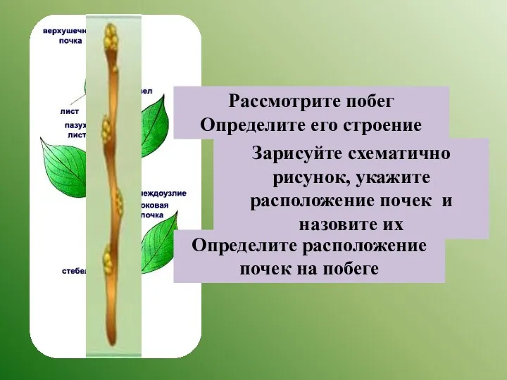 Рассмотрите побег Определите его строение Определите расположение почек на побеге