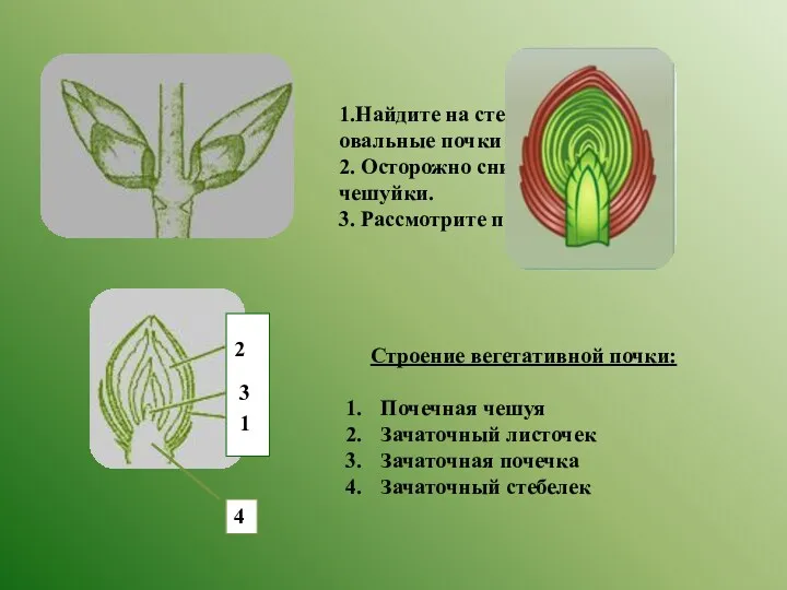 1.Найдите на стебле маленькие овальные почки 2. Осторожно снимите почечные