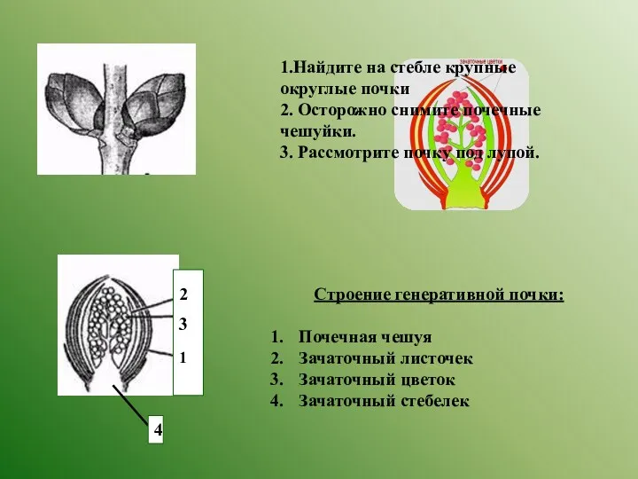 1.Найдите на стебле крупные округлые почки 2. Осторожно снимите почечные