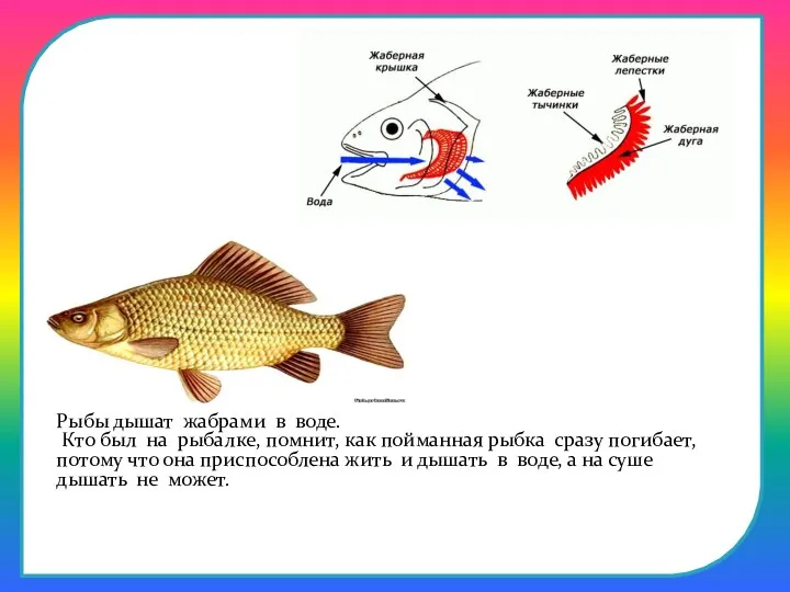 Рыбы дышат жабрами в воде. Кто был на рыбалке, помнит,