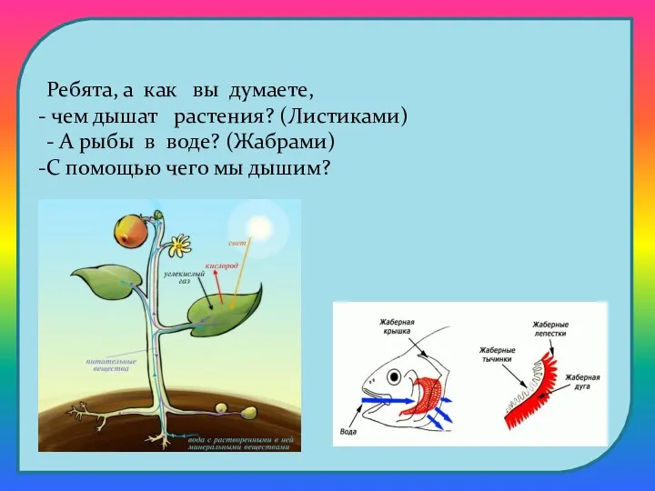 Ребята, а как вы думаете, чем дышат растения? (Листиками) -