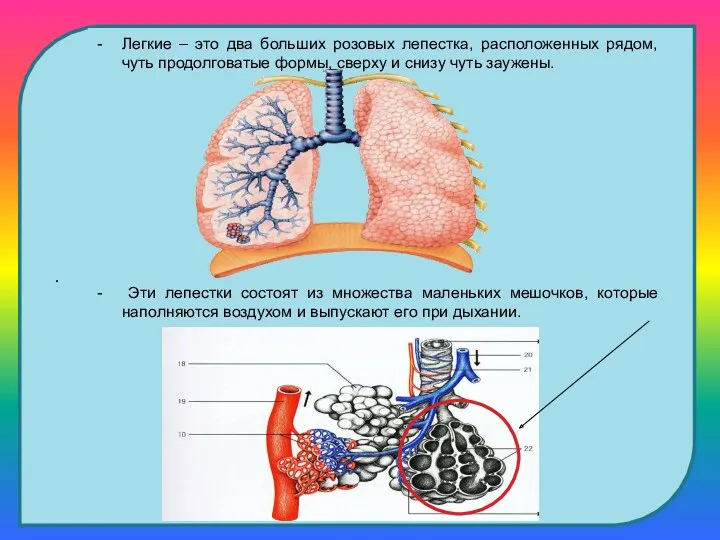 . Легкие – это два больших розовых лепестка, расположенных рядом,