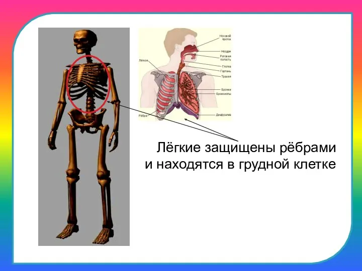 Лёгкие защищены рёбрами и находятся в грудной клетке