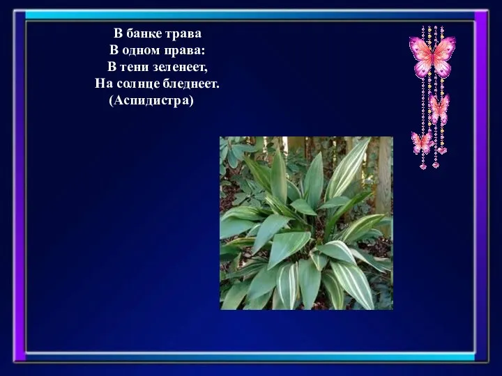 В банке трава В одном права: В тени зеленеет, На солнце бледнеет. (Аспидистра)