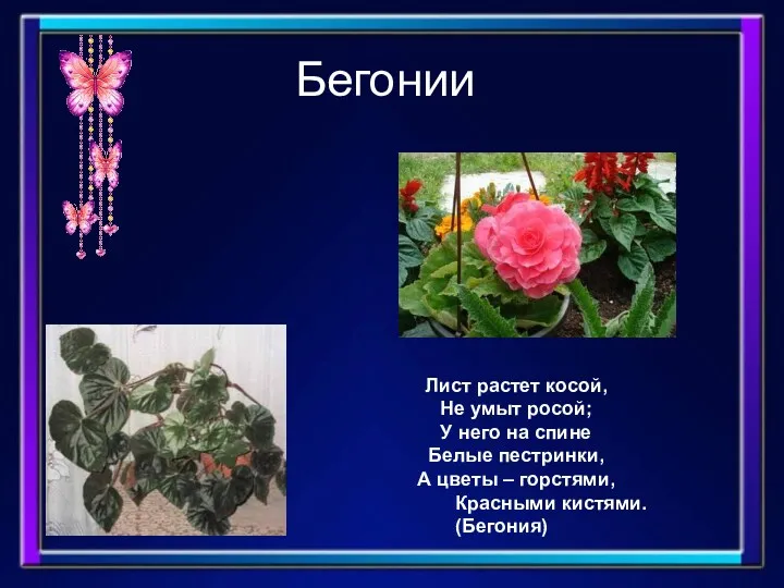 Бегонии Лист растет косой, Не умыт росой; У него на спине Белые пестринки,