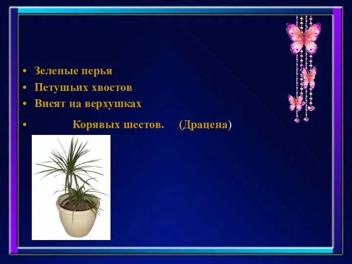 Зеленые перья Петушьих хвостов Висят на верхушках Корявых шестов. (Драцена)