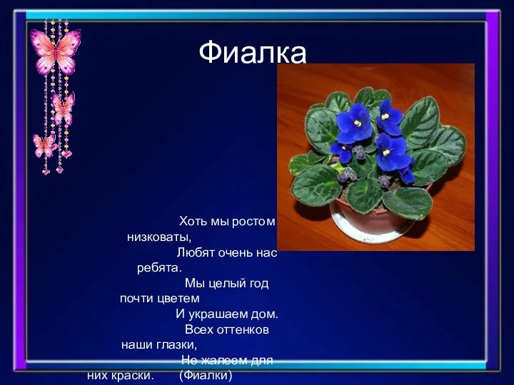 Фиалка Хоть мы ростом низковаты, Любят очень нас ребята. Мы целый год почти