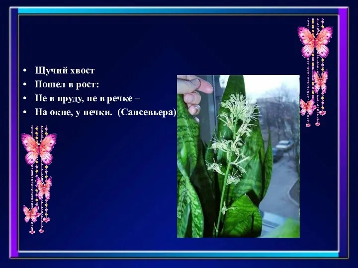 Щучий хвост Пошел в рост: Не в пруду, не в речке – На