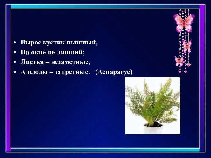 Вырос кустик пышный, На окне не лишний; Листья – незаметные, А плоды – запретные. (Аспарагус)