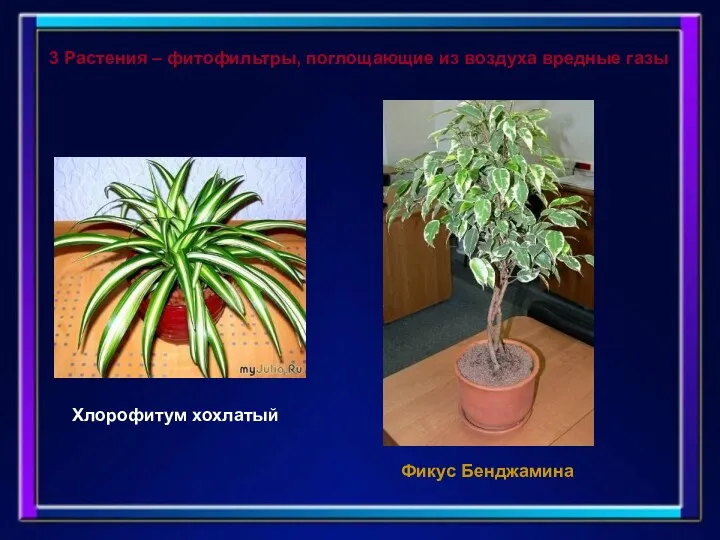 3 Растения – фитофильтры, поглощающие из воздуха вредные газы Хлорофитум хохлатый Фикус Бенджамина