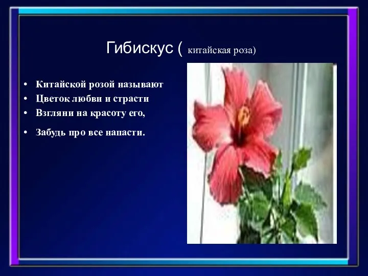 Гибискус ( китайская роза) Китайской розой называют Цветок любви и страсти Взгляни на