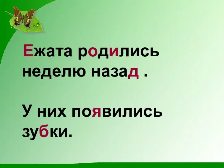 Ежата родились неделю назад . У них появились зубки.