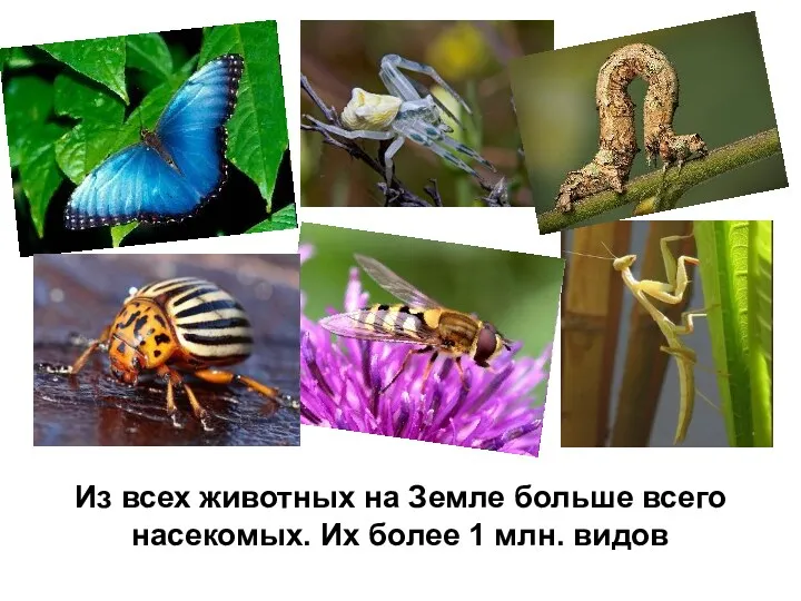 Из всех животных на Земле больше всего насекомых. Их более 1 млн. видов