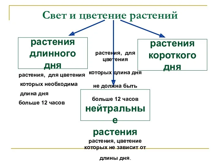 Свет и цветение растений растения длинного дня растения короткого дня