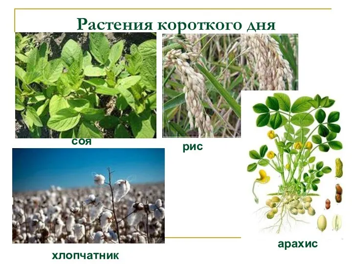 Растения короткого дня соя рис хлопчатник арахис