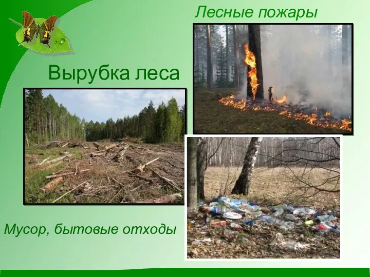 Вырубка леса Лесные пожары Мусор, бытовые отходы