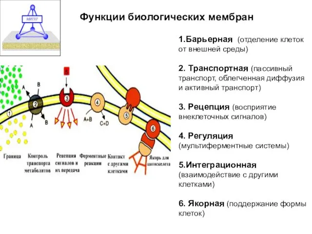 Функции биологических мембран 1.Барьерная (отделение клеток от внешней среды) 2.