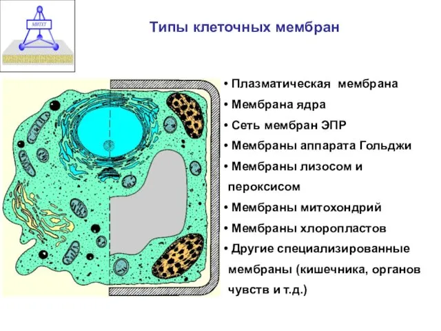 Типы клеточных мембран Плазматическая мембрана Мембрана ядра Сеть мембран ЭПР